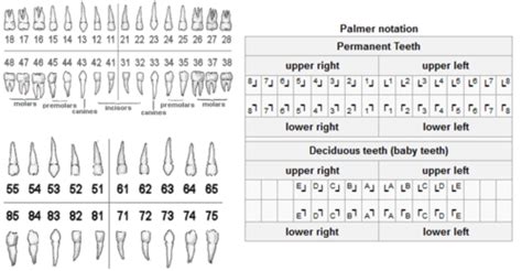 Orthodontics Test 1 Flashcards Quizlet