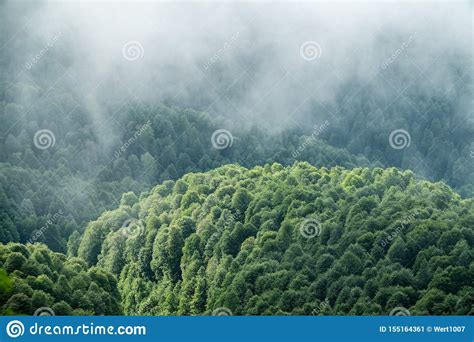 Thick Green Forest On A Hillside In The Morning Fog Trees In The Fog