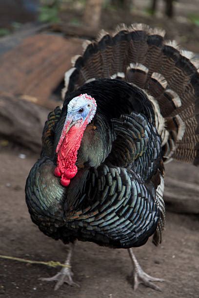 The word was then applied to the larger northern american bird meleagris gallopavo which was brought to spain by conquistadors in 1523. Best Live Turkey Stock Photos, Pictures & Royalty-Free ...