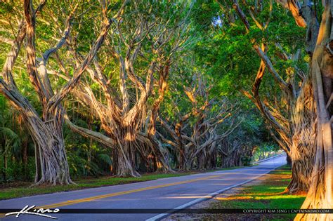 Bridge Road Tree Canopy In Hobe Sound Florida Hdr Photography By