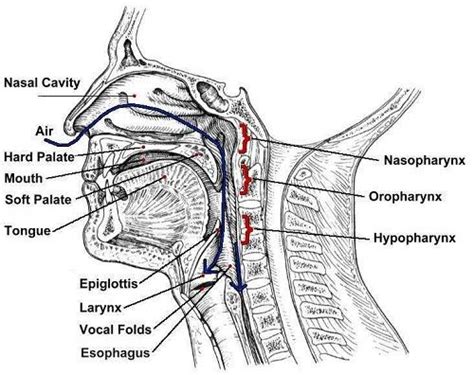 Neck And Throat Anatomy Diagram Anatomy Of The Neck And Pharyngeal