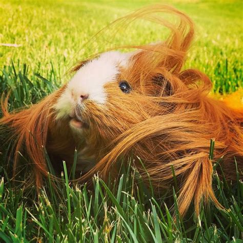 13 Guinea Pigs With The Most Majestic Hair Ever Metaspoon