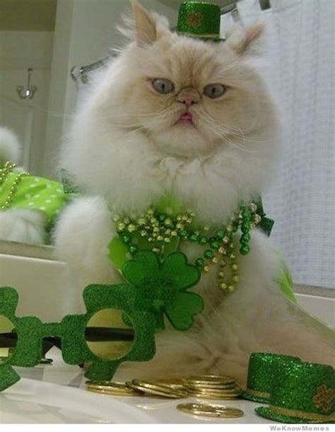 1000 Images About St Patricks Day Cats On Pinterest Luck Of The