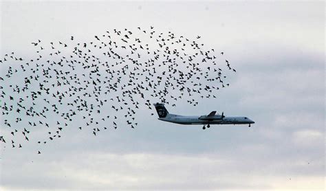 Swarm Follows A Plane Photograph By Pauline Darrow Pixels