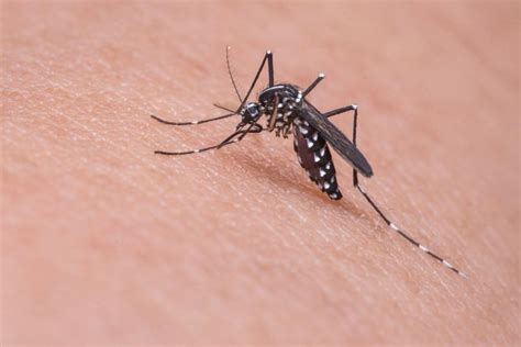 Foto 5 Cara Membasmi Nyamuk Yang Bersarang Di Kamar Mandi