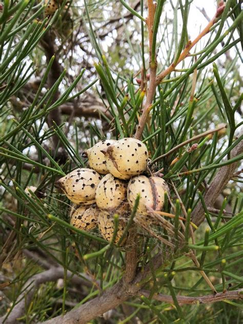 Nuts Stock Photo Image Of Tree Pods Nuts Seed Pine 139138850
