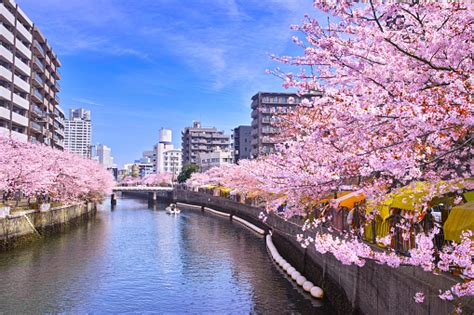 Ooka River With Cherry Blossoms In Full Bloom Stock Photo Download