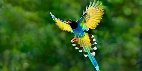Las Aves Del Paraíso Los Pájaros Más Coloridos Del Mundo