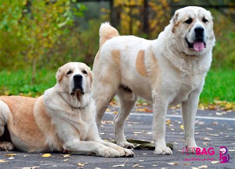 Günümüzde, alabai köpeklerine kazakistan, kırgızistan, özbekistan, tajikistan ve türkmenistan'da sıklıkla rastlamak mümkün. معلومات عن كلاب الاباي Alabai - تربية كلب الاباي