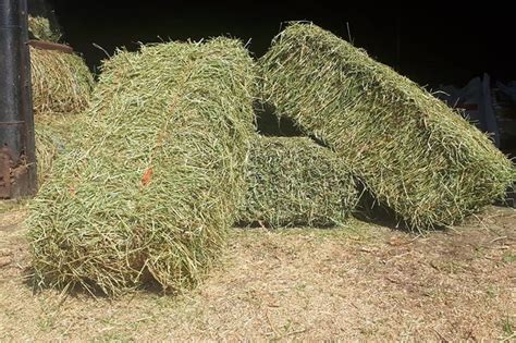 Lucerne Bales 50kgs Livestock Feed Livestock For Sale In Eastern Cape