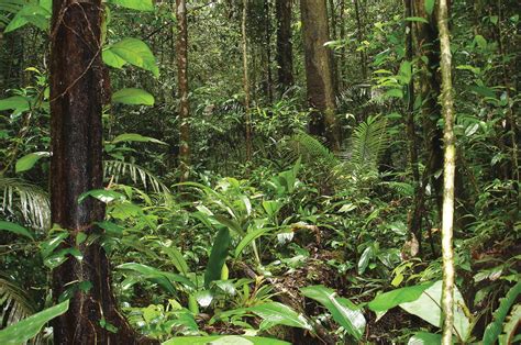 Guiana Amazonian Park (French Guiana) | LAC Geo