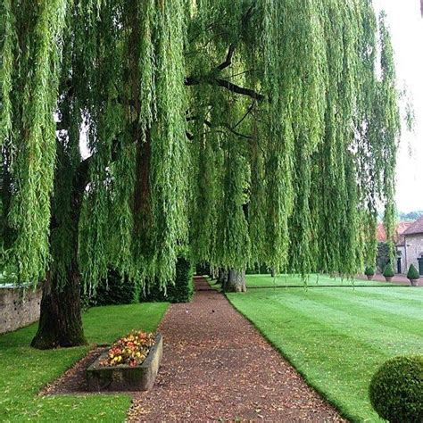 Weeping Trees Weeping Willow Willow Tree Architectural Digest