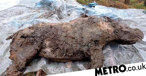 Preserved Carcass Of Ice Age Woolly Rhino Found In Siberian Permafrost Metro News