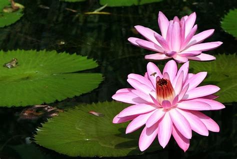 Free Photo Aquatic Bee Flower Honey Pink Lily Pad Water