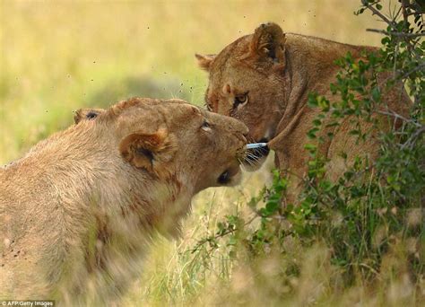 Incredible Moment Lion Tries To Save Lioness From Being Tranquilized At
