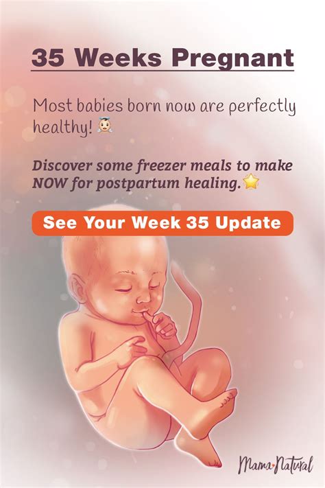 35 weeks pregnant artofit