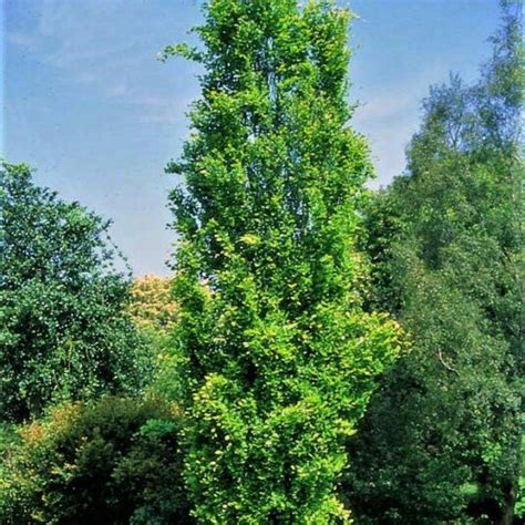 Buy Fagus Sylvatica ‘dawyck Gold Tree Hillier Trees