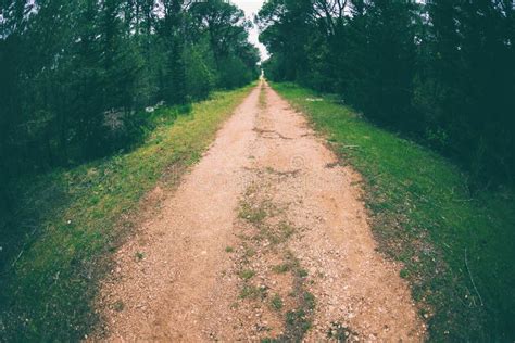 Dirt Road In The Forest Stock Image Image Of Nature 153307311