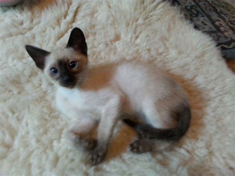 She would love watching the process of being born. Photo Gallery Of Cute Siamese Kitten - WeNeedFun