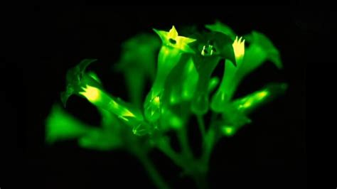 You'll Soon Be Able to Buy Genetically Engineered Glow-in-the-Dark Petunias