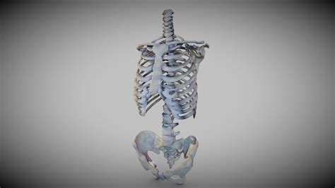 Torso Skeleton Skeletal System Buy Royalty Free 3d Model By Ebers