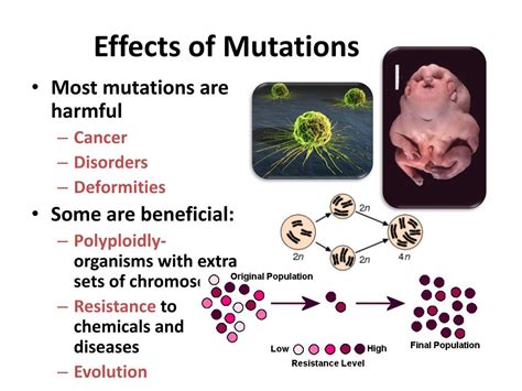 ppt chapter 13 3 mutations powerpoint presentation free download id 690040