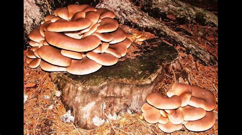 Oyster Mushroom Identification How To Forage And Find And Feel Safe