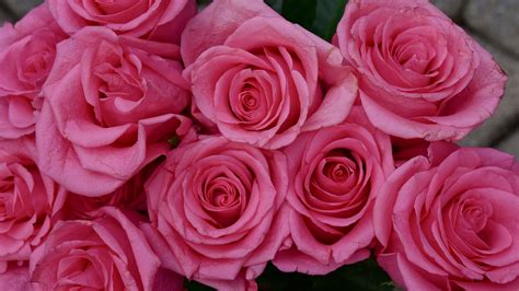 Download Wallpaper 3840x2160 Roses Flowers Petals Buds Pink 4k Uhd