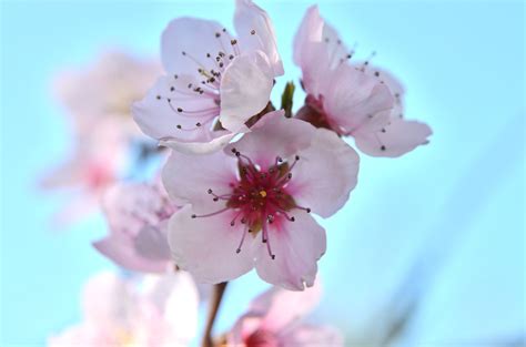 2560x1440 Wallpaper Pink Cherry Blossom Peakpx