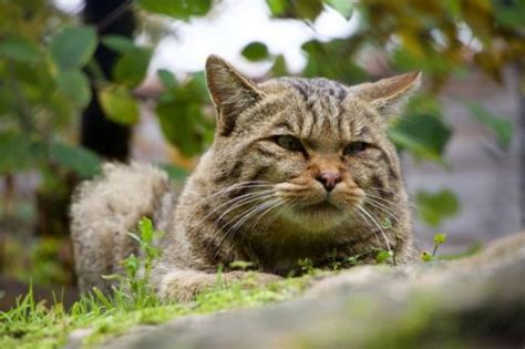 Gato Montés tipos gatos monteses y el que más habita en España