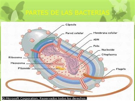 Power Point Las Bacterias