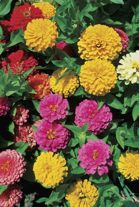 Annual flowering plants are plants that complete their full growing cycle in one year. Can Zinnias Grow in Part Shade? | Hunker