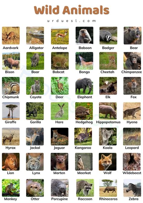 75 Wild Animals Names In English With Pictures And Download Pdf