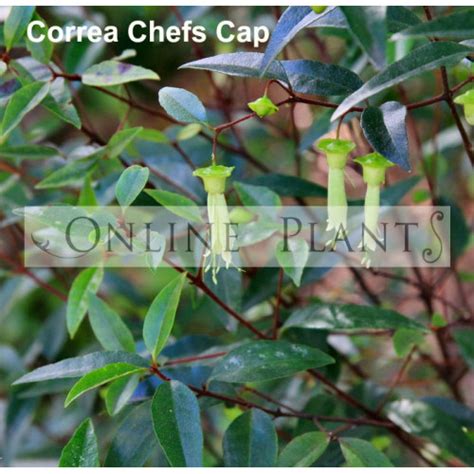 Correa Baeuerlenii Chefs Hat Correa For Sale Online Plants Australia