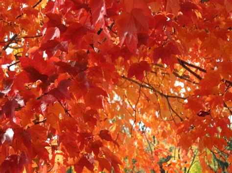 Red Orange Autumn Leaves Clippix Etc Educational Photos For Students