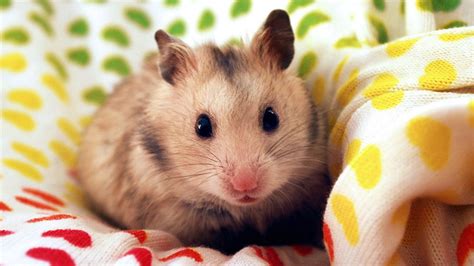 Chia sẻ hình chuột hamster cute đẹp nhất Sai Gon English Center