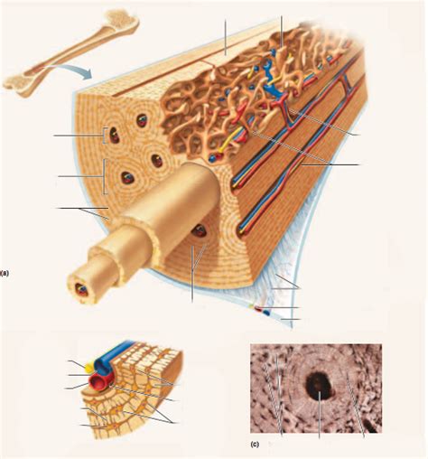 Exercise 8 Microscopic Structure Of Compact Bone Diagram Quizlet