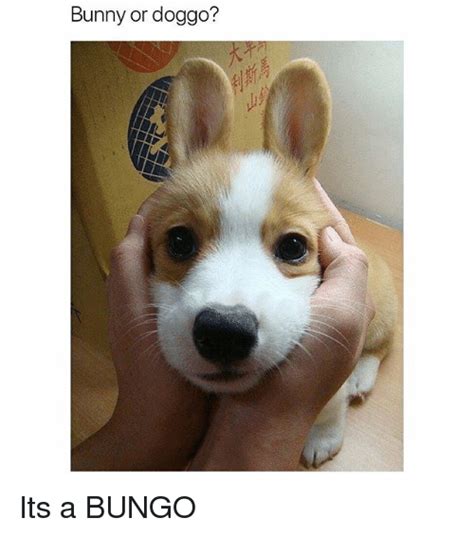 Последние твиты от fat doggo (@l6fatdoggo). Bunny or Doggo? Its a BUNGO | Funny Meme on ME.ME