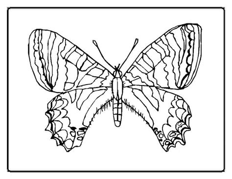 Printable Butterflies Coloring Pages For Kids