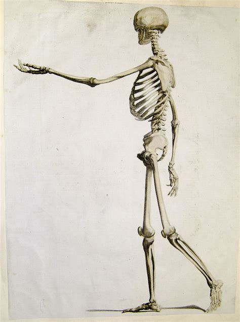 Walking Skeleton From Andrew Bell Anatomia Britannica 17 Flickr