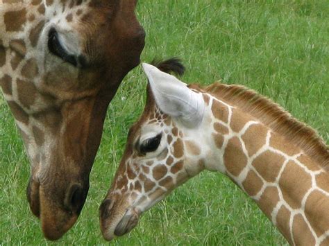 Baby And Mother Giraffe Smithsonian Photo Contest Smithsonian Magazine