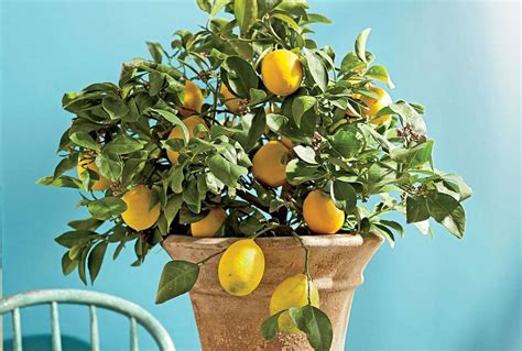 Meyer Lemons Trees Citrus × Meyeri Are Sweet Juicy And Delicious