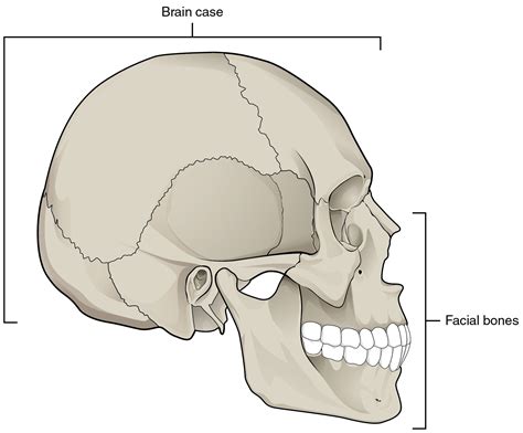 72 The Skull Anatomy And Physiology