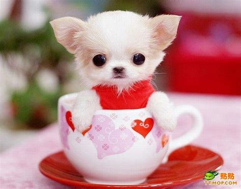 Check spelling or type a new query. Tiny Dogs in Cups (8 pics)