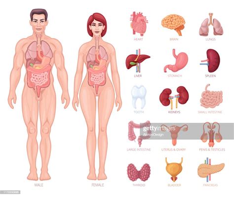 Anatomie Humaine Corps Mâle Et Femelle Avec Des Organes Illustration