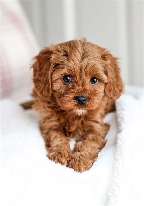 Super Cute Puppies Cute Little Puppies Cute Dogs And Puppies Cute