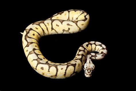 Bumblebee Ball Python Morph Guide Key Info Price And More