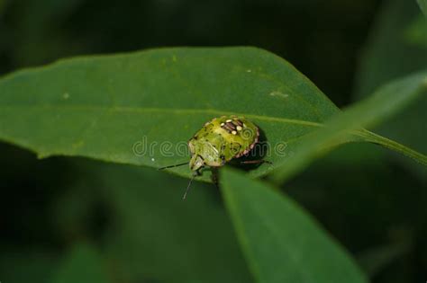 Green Vegetable Stink Bug Nezara Viridula Southern Shield Bug On Green