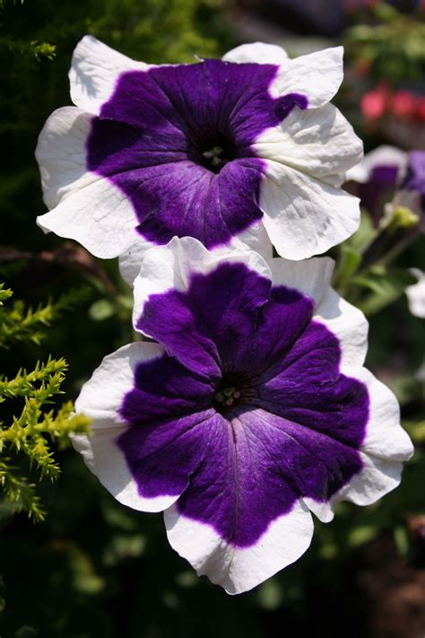 The 25 Best Petunia Flower Ideas On Pinterest Petunias Outdoor