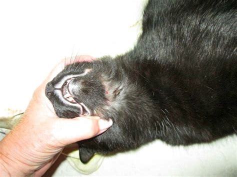 Cat food with beef, lamb, seafood, dairy, corn, wheat, and soy should be avoided if your cat has suddenly developed a food sensitivity. What is Rodent Ulcer in Cats and How Do You Cure It? - Catster
